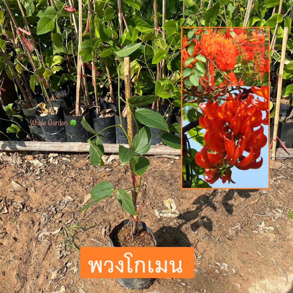 ต้นพวงโกเมน พวงโกเมน (Red Jade Vine) ไม้ดอก ออกดอกเป็นพวงสีส้ม สวย (รับประกัน ส่งใหม่ฟรี หากสินค้าเเสียหาย!!)