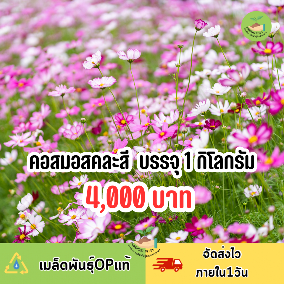 ดอกคอสมอส1กิโล 110,000 - 135,000 เมล็ดขายส่งเจ้าใหญ่🌸