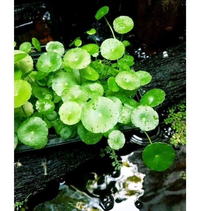 🍀แว่นเเก้วเขียวมรกต🍀ไม้น้ำใส่อ่างปลาสวยงาม🍀จัดสวนชิมิๆ🍀4แถม1❣ - รูปที่ 4