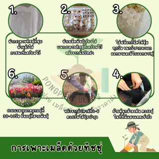 9 บาท พริกประดับ 7 สี (แบบกลม)