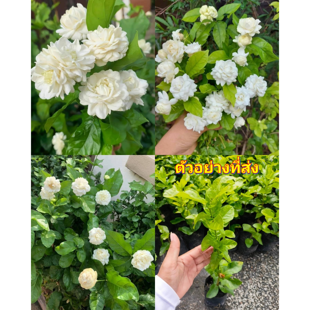 (2ต้น) ต้น มะลิซ้อนดอกใหญ่ มะลิซ้อน ต้นมะลิซ้อน มะลิ ต้นมะลิ ดอกใหญ่ jasmine tree / เบนซ์