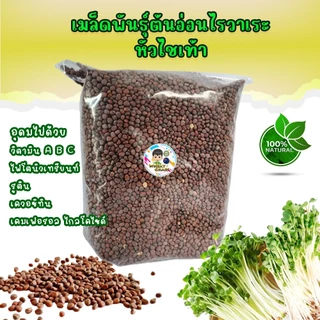 เมล็ดไควาเระ เมล็ดต้นอ่อนหัวไชเท้า เมล็ดเพาะงอก Microgreen ผักเพื่อสุขภาพ