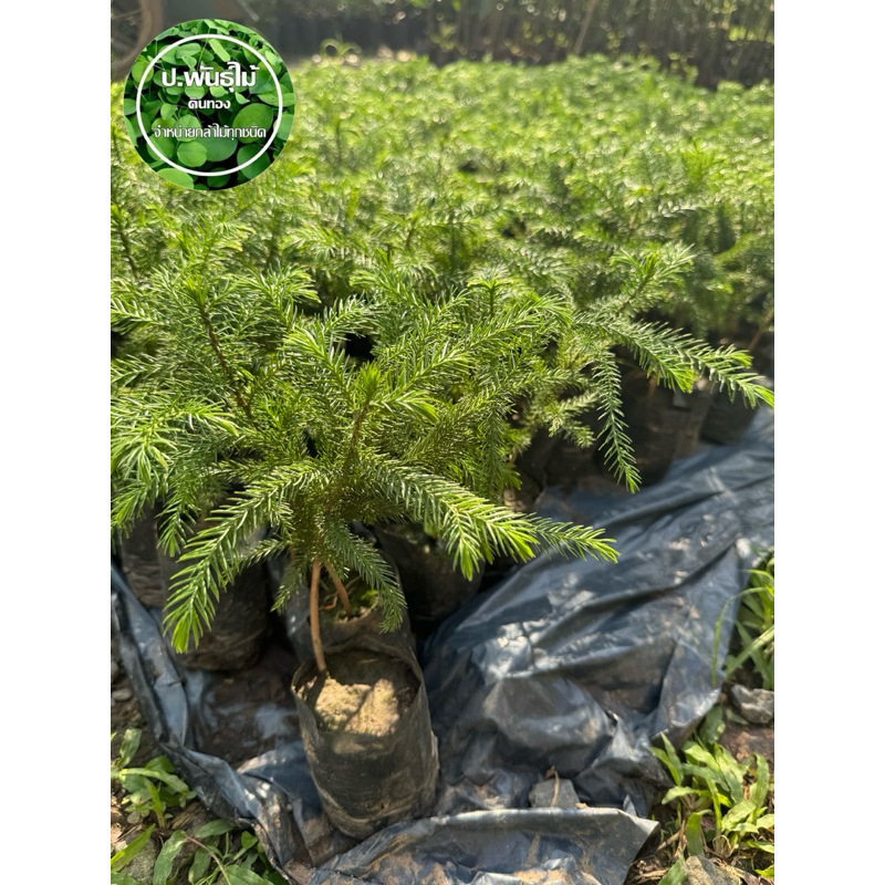 ต้นสนฉัตร ต้นสนฉัตรฮาวาย แท้ เสียหายเคลมฟรี