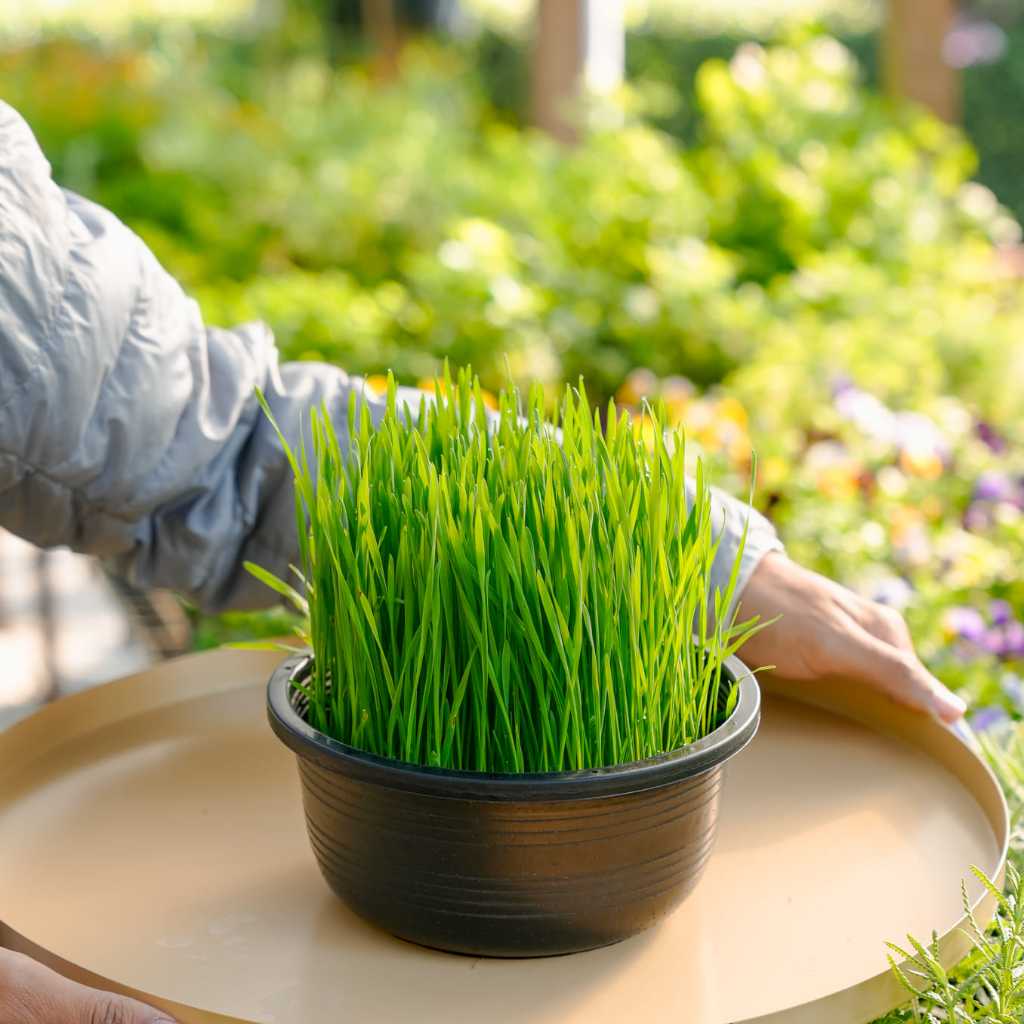 Treeno.9 T35 ข้าวสาลีอ่อน -คนทานได้ แมวทานดี (Wheatgrass) กระถาง 8 นิ้ว / สูง 20-30 ซม. / พืชประดับ ดีต่อสุขภาพ (ต้นไม้)