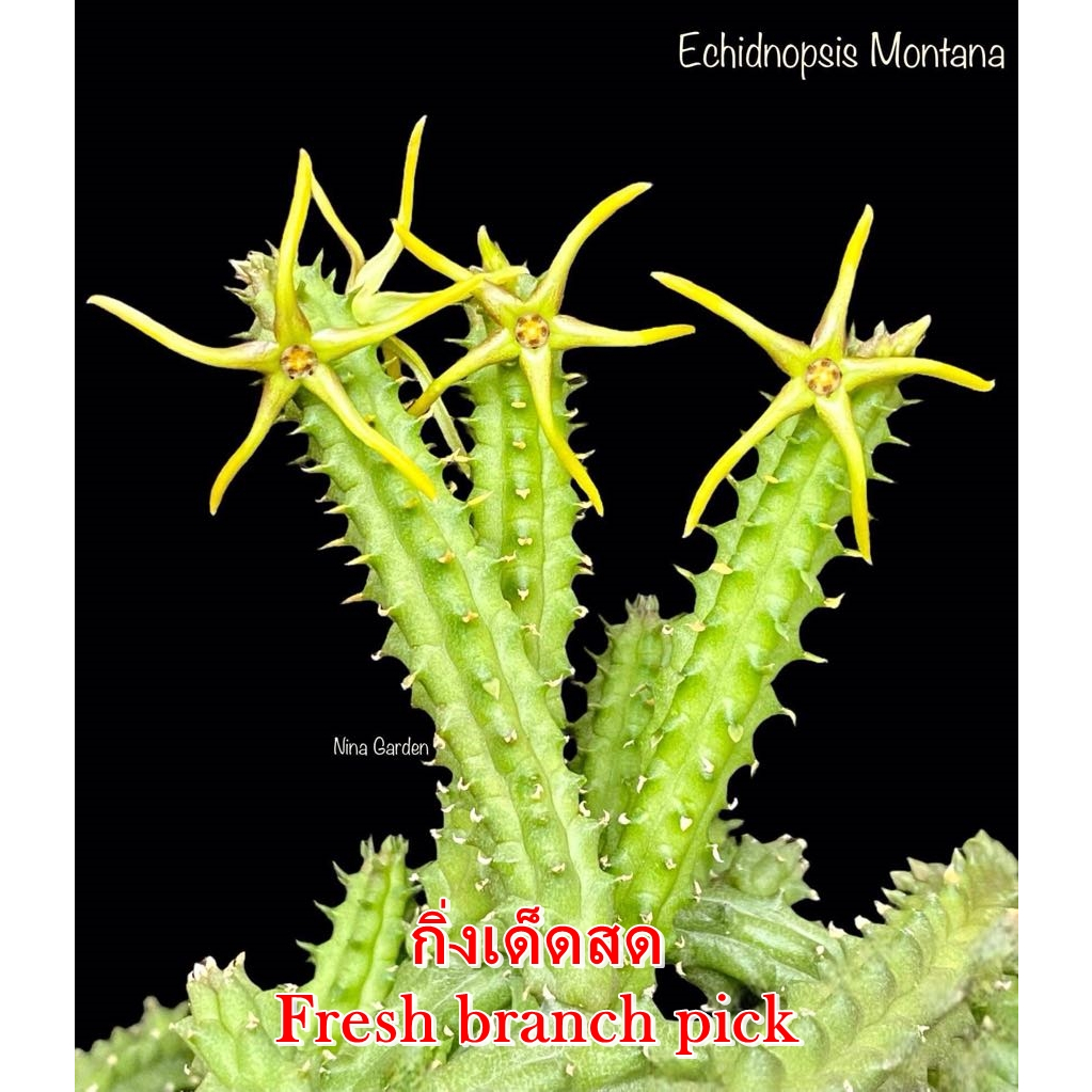 เก๋งจีน Echidnopsis Montana *กิ่งเด็ดสด* แคคตัส ไม้อวบน้ำ Cactus and Succulent