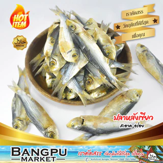 ปลาหลังเขียวแห้ง ถอดเกล็ด ปลากุแลตากแห้ง ปลาแดดเดียว ไร้เกล็ด (ตากแห้ง) ขนาดปานกลาง (ปลาหลังเขียวเค็ม ปลาเค็มไม่มีเกร็ด