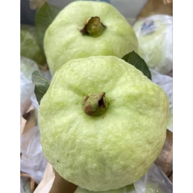 ต้นฝรั่ง พันธุ์กิมจู ไร้เมล็ด ต้นสูง 90-100 ซม. จัดชุด 2 ต้น - รูปที่ 5