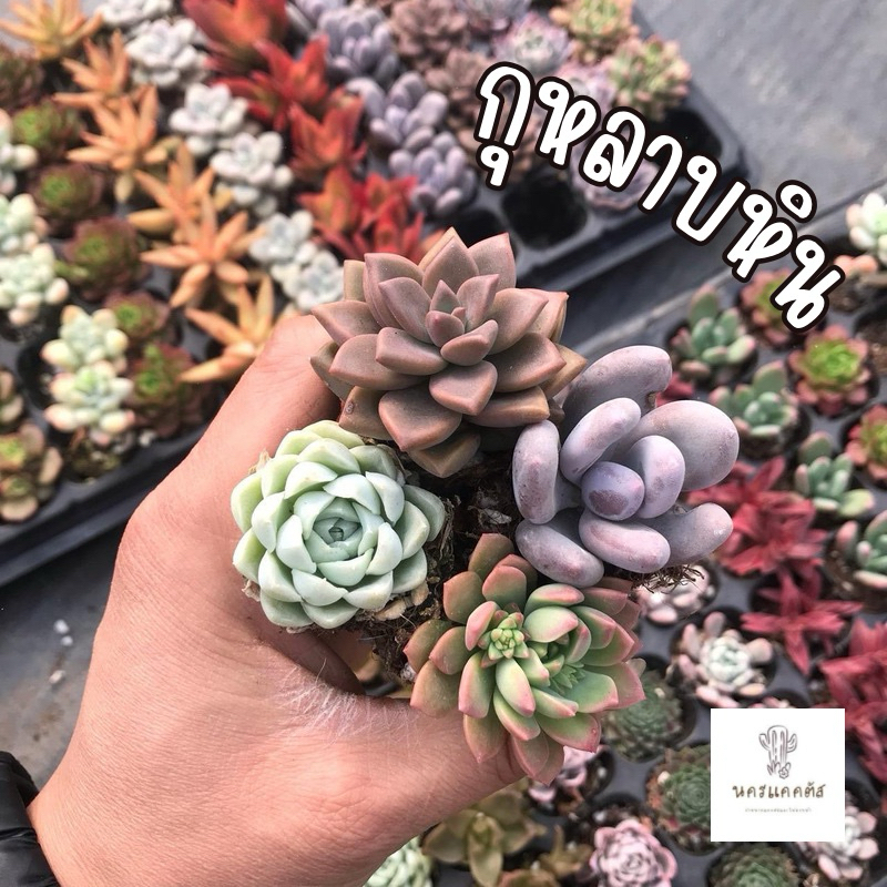 พร้อมส่ง❗กุหลาบหิน ไม้อวบน้ำ หลากหลายชนิด (ไม่มีกระถางนะคะ)