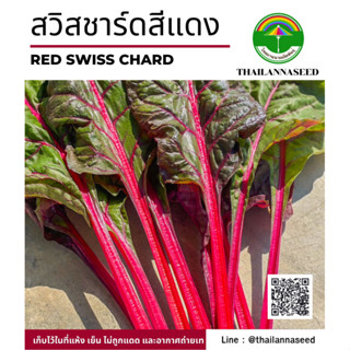 เมล็ดพันธุ์ผักสวนครัว สวิสชาร์ดสีแดง ( ขนาด 0.5 กรัม ) รหัสส…