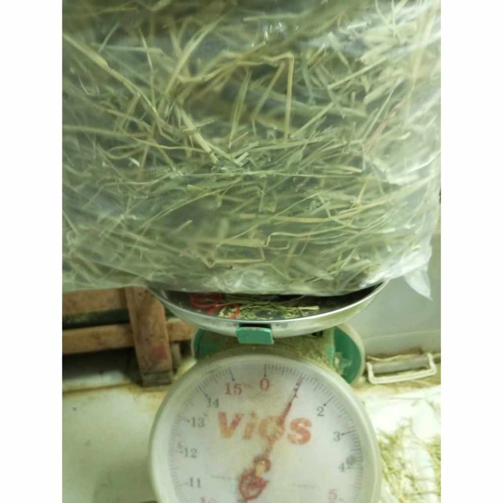สุดคุ้ม หญ้ากระต่าย ทิโมธี เกรดธรรมดา ก้านยาว ร่อนฝุ่น ครึ่งกิโล(500g.) เพียง 45 บาท หญ้าใหม่ ก้านใหญ่ ใบเยอะ กลิ่นหอม