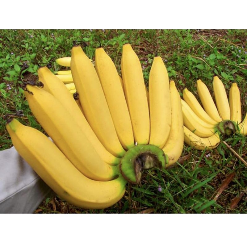 กล้วยหอมโอกินาวา รสชาติ หอม หวานอร่อยมาก  หน่อขุดสด ยาว40-100cm รับประกันแท้100% ราคา ถูกที่สุด ดีลบีเคเค แกลเลอรีภาพที่ 4