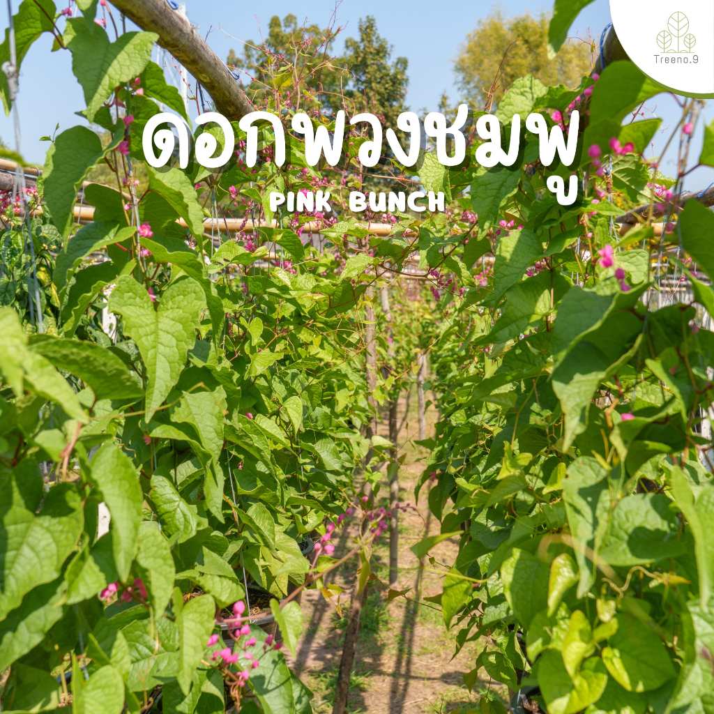 Treeno.9 T347 พวงชมพู คละสี (Mexican Creeper) กระถาง 8 นิ้ว สูง 75-80 cm ดอกไม้กินได้ เป็นไม้เลื้อยเพิ่มความร่มรื่น