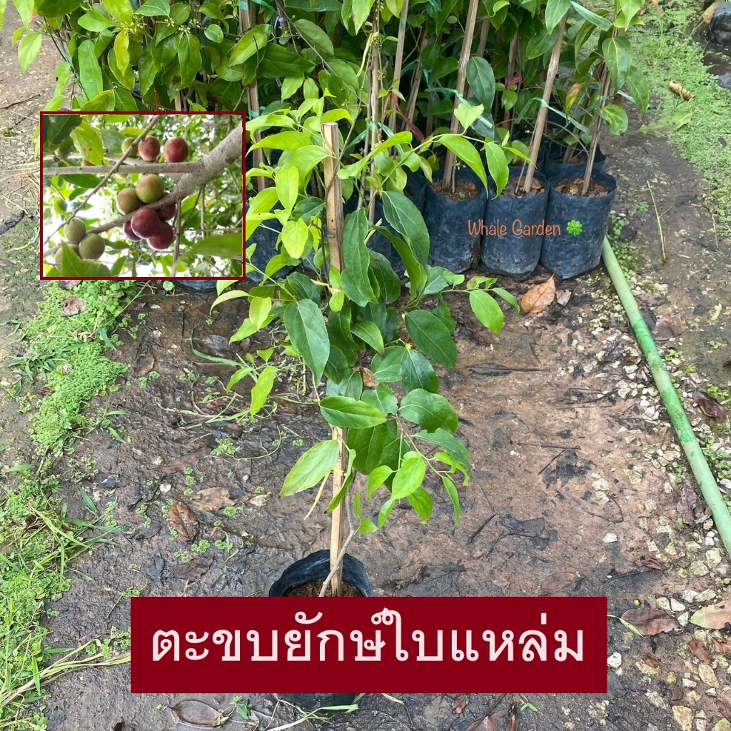 ต้นตะขบยักษ์ ตะขบยักษ์ใบแหล่ม ไร้หนาม (Flacourtia Indica) กิ่งตอน ไม้ป่า หายาก (รับประกันส่งใหม่ฟรี หากสินค้าเเสียหาย!!)