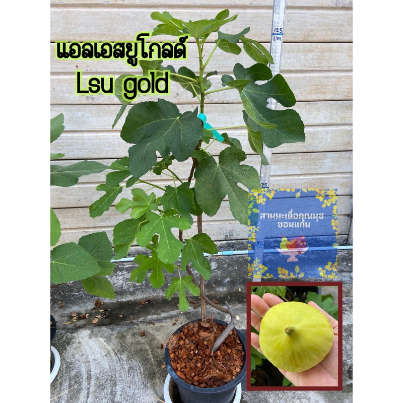 ต้นมะเดื่อฝรั่ง แอลเอสยูโกลด์ ขนาดใหญ่ ใกล้ติดผล/lsu gold figs tree in 12” container