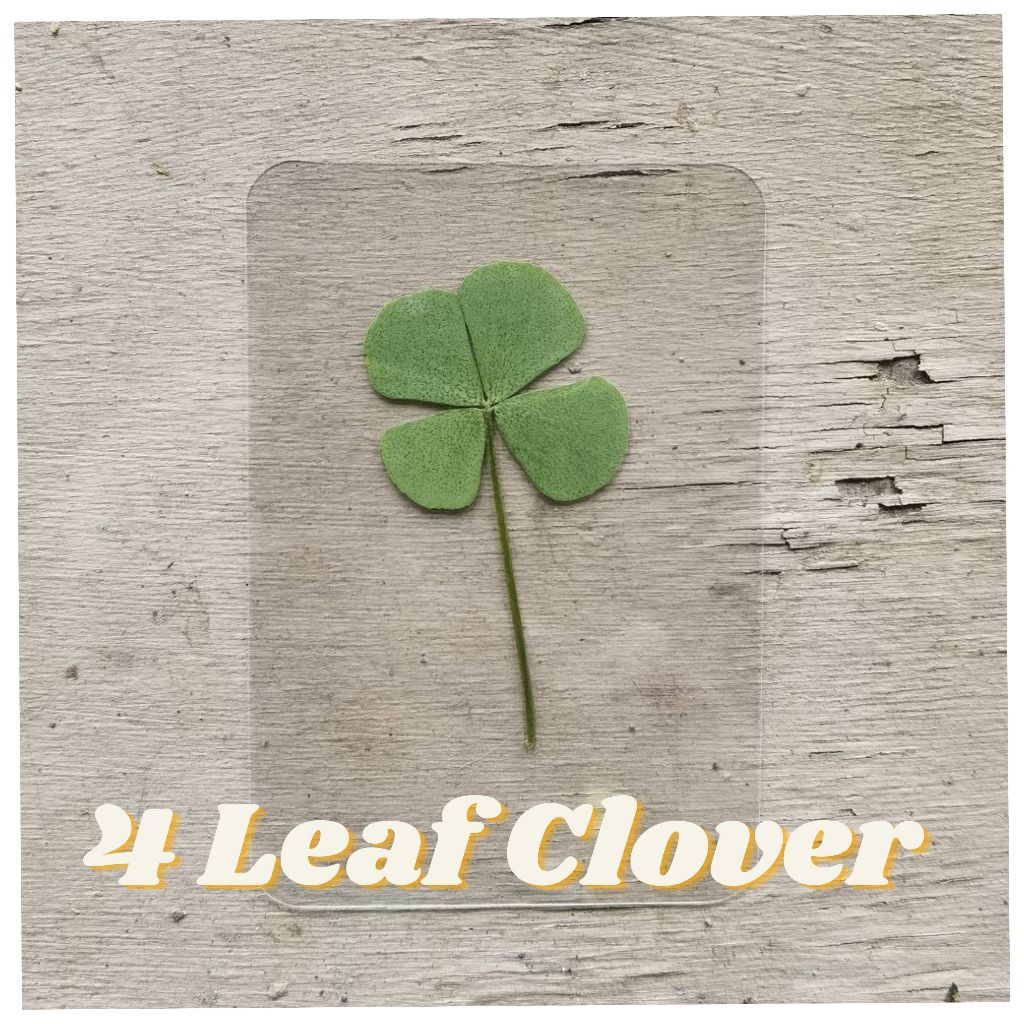 Clover card ใบโคลเวอร์ (leaf clover) ทับแห้ง ใบไม้แห้ง ใบไม้จริงทับแห้ง Pressed Flowers การ์ดดอกไม้เเห้ง