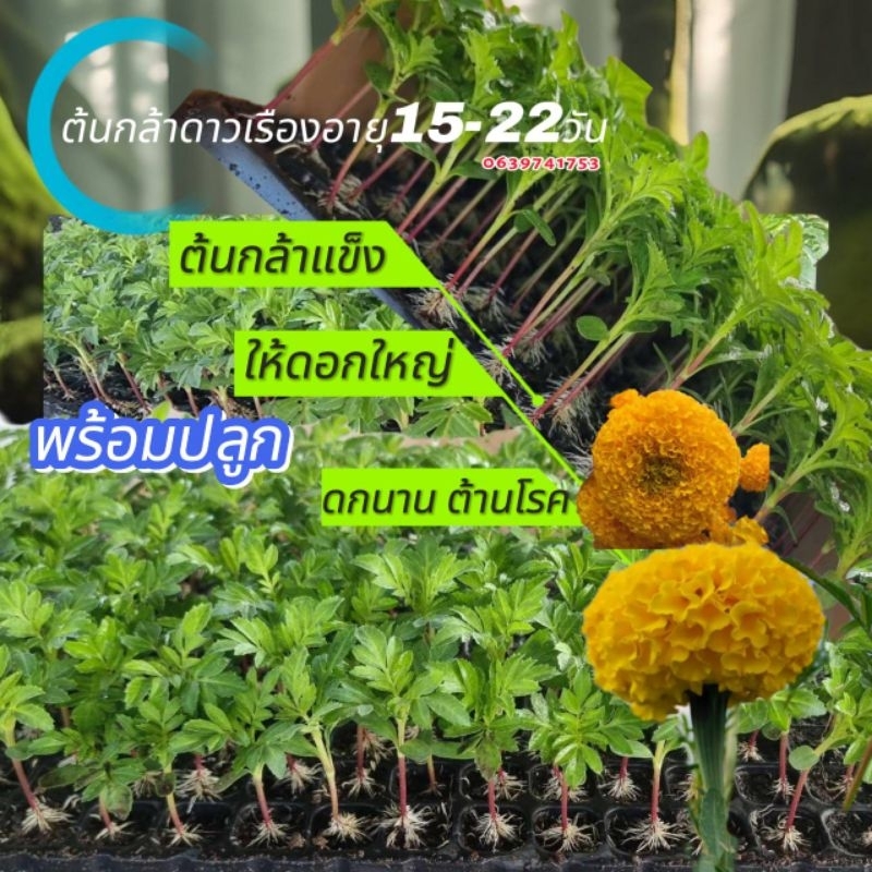 ดาวเรืองต้นกล้าพร้อมปลูกชุด50,100ต้นดาวเรือง