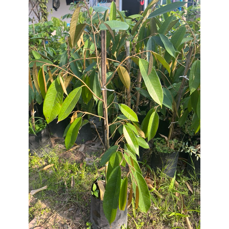 ต้นทุเรียนหมอนทองพันธุ์เตี้ย สูง 90-100 ซม. คัดสวย พร้อมปลูก ไม้ผลเศรษฐกิจ ยอดนิยม ให้ผลใหญ่ เนื้อหนา