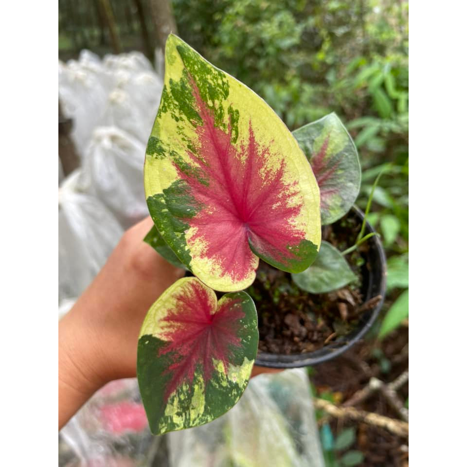 รักเอย บอนสีที่สวยมากๆ น่าสะสม Caladium