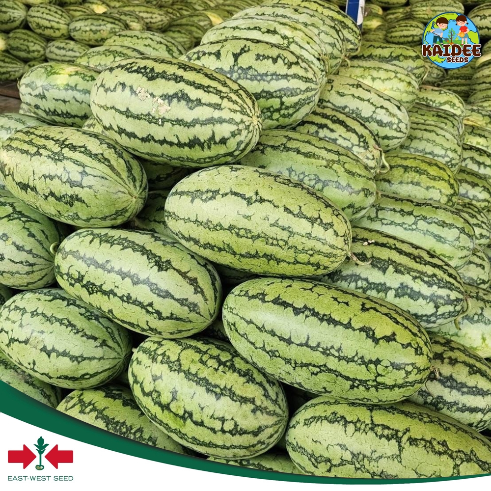 ใหม่! เมล็ดพันธุ์แตงโมตอปิโด ควีนเลดี้ ตราศรแดง บรรจุ40กรัม เมล็ดแตงโม เมล็ดแตงโม เมล็ดพันธุ์แตงโม แตงโมเนื้อส้ม ราคา ถูกที่สุด ดีลบีเคเค แกลเลอรีภาพที่ 6