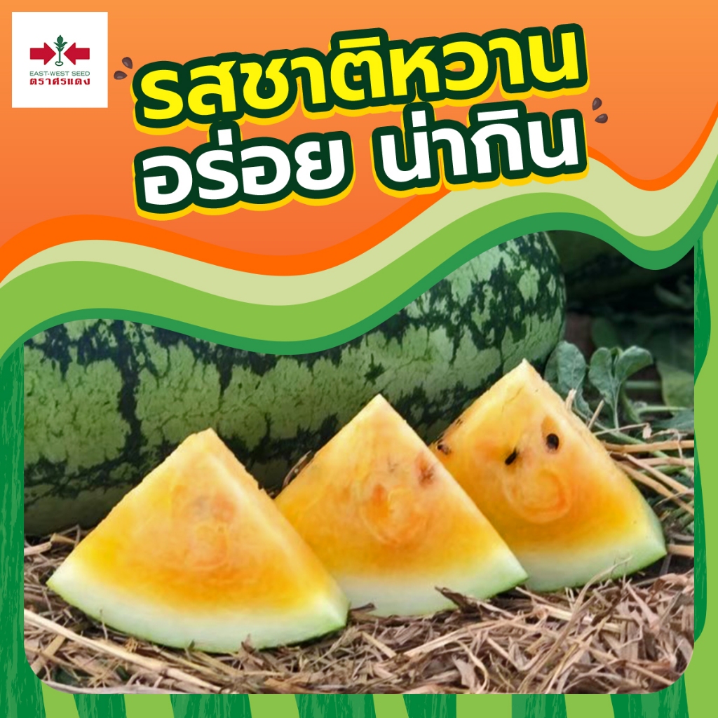 ใหม่! เมล็ดพันธุ์แตงโมตอปิโด ควีนเลดี้ ตราศรแดง บรรจุ40กรัม เมล็ดแตงโม เมล็ดแตงโม เมล็ดพันธุ์แตงโม แตงโมเนื้อส้ม ราคา ถูกที่สุด ดีลบีเคเค แกลเลอรีภาพที่ 5