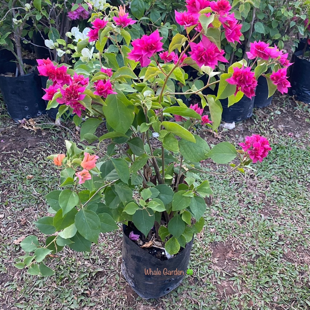 ต้นเฟื่องฟ้า เฟื่องฟ้า เลือกสีได้ (Bougainvillea) ดอกเฟื่องฟ้า ไม้พุ่มทนแดด อายุยืน ออกดอกสวยตลอดปี (รับประกันสินค้า)