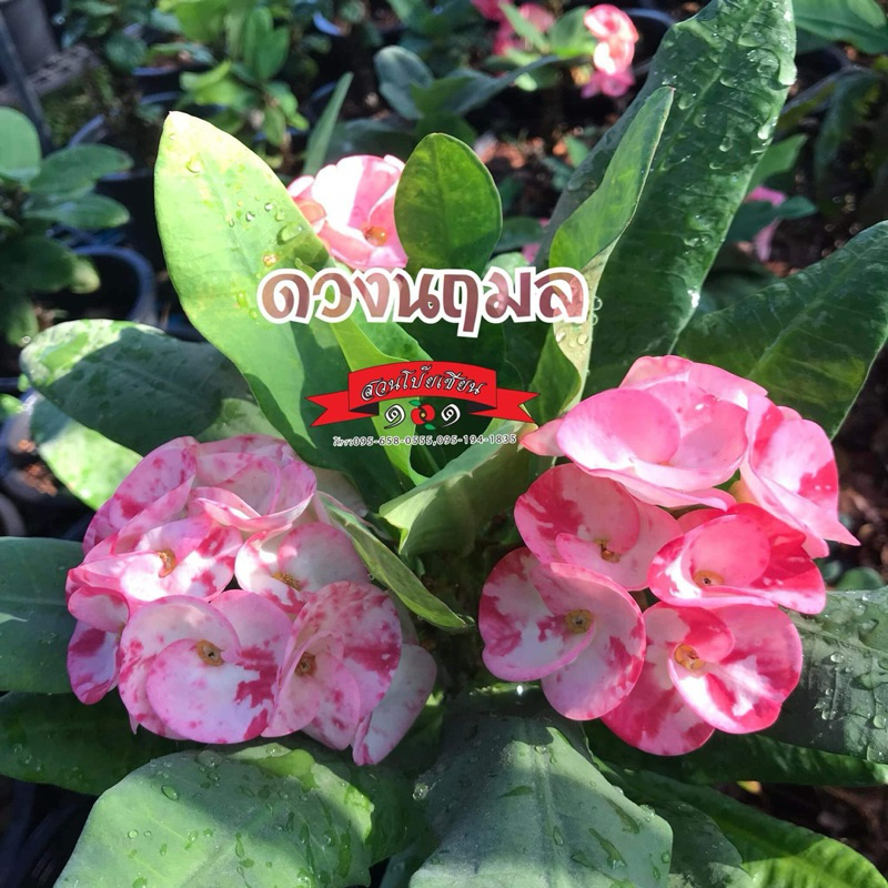 ต้นโป๊ยเซียน ไม้สวยอมตะ สายพันธุ์ “ดวงนฤมล” ไม้เก่าในอดีตที่หายากมากๆในปัจจุบัน กระถาง3นิ้ว ส่งทั้งกระถาง