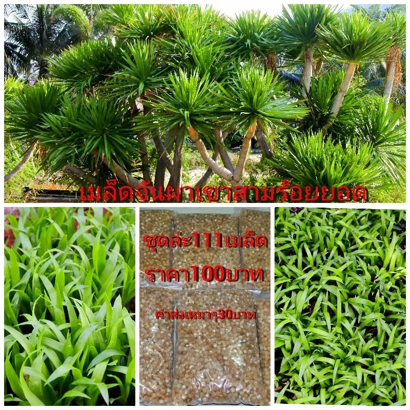 เมล็ดจันผา111เมล็ด100บาทจากเขาสามร้อยยอด