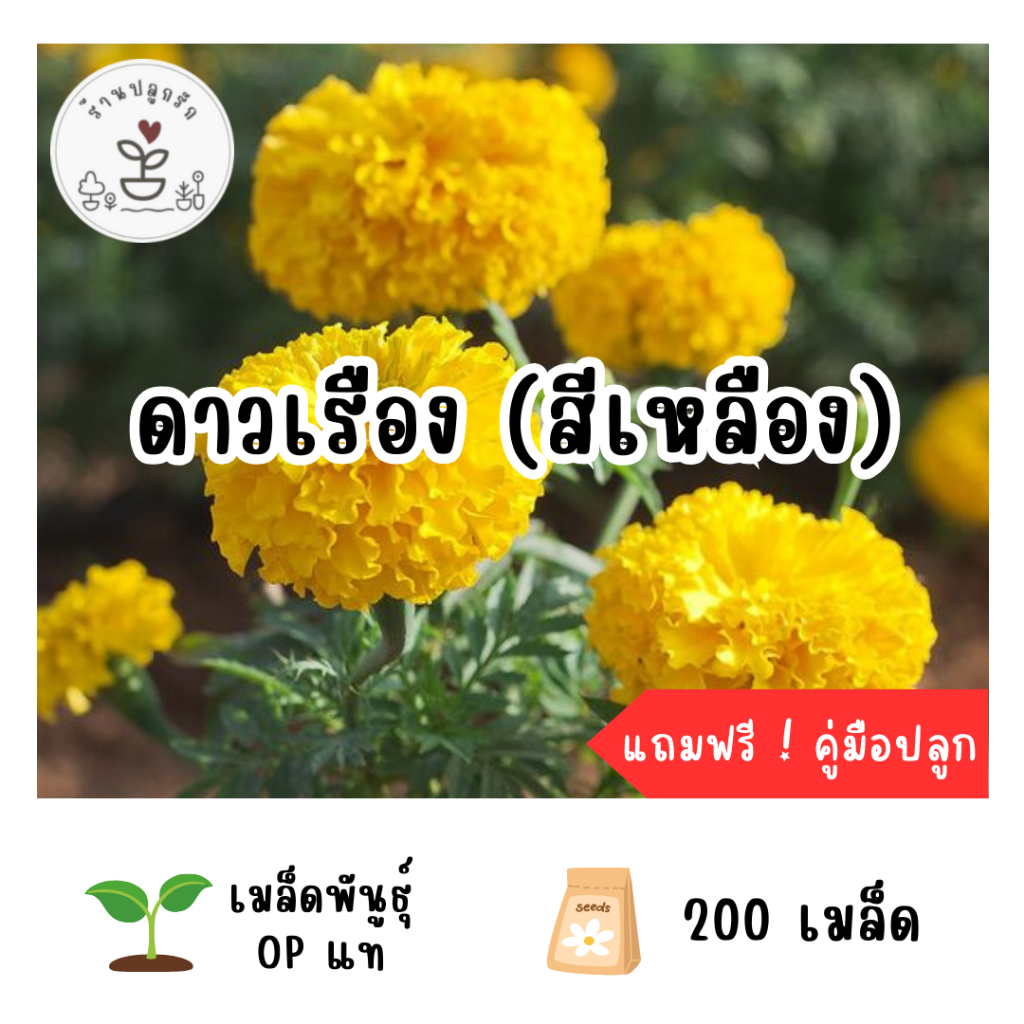 LXG : เมล็ดพันธุ์ ดอกดาวเรือง สีเหลือง 200 เมล็ด ปลูกง่าย โตเร็ว เมล็ดแท้ อัตราการงอกสูง