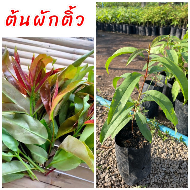 ต้นผักติ้ว (เพาะเมล็ด) ยอดอ่อนและใบนิยมมากินกับลาบก้อย เป็นเครื่องเคียงรสชาติเปรี้ยวนิดๆ