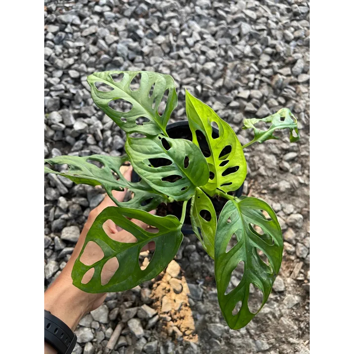 พลูฉลุMonstera obliqua Miq.  ส่งพร้อมกระถางดำขนาด 4 นิ้ว คัดฟอร์มใบสวยๆ ไม้ฟอกอากาศวางได้ทุกห้องเลี้ยงง่าย