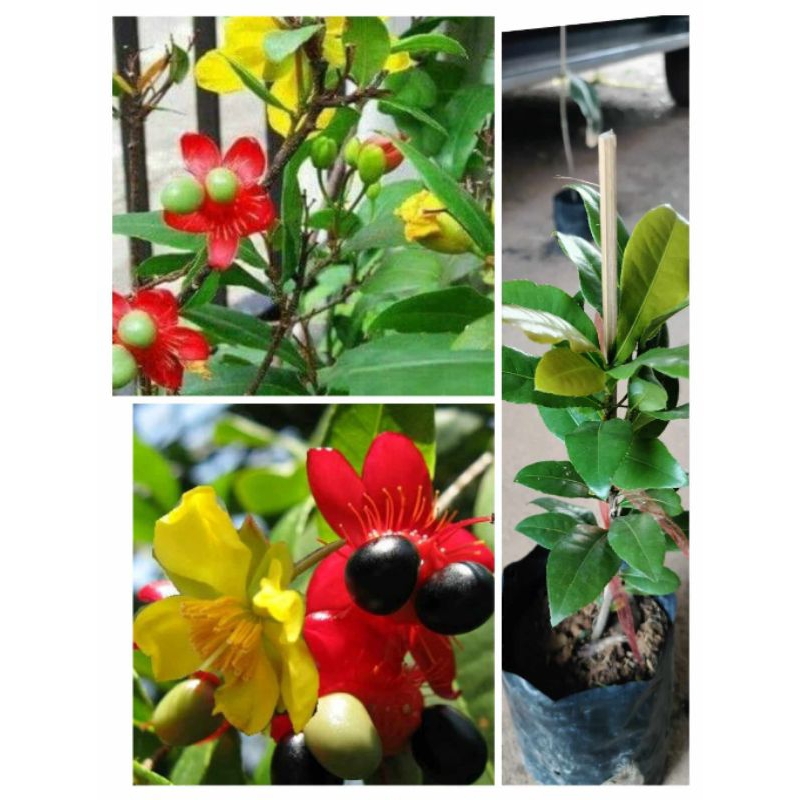 ต้นมิกกี้เมาส์ ดอกสีสันสดสวย ดอกสวยมาก ดอกเปลี่ยนสีได้ สูง25-30ซ.ม แบบกิ่งชำ