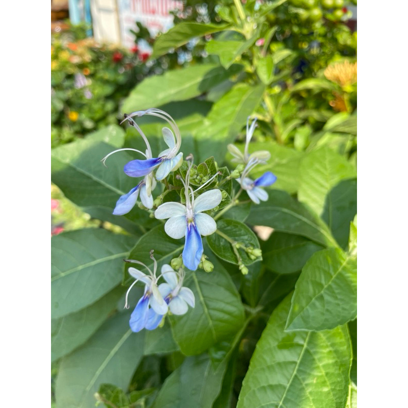 ต้นผีเสื้อแสนสวย ไม้พุ่ม ทนแดด ดอกสีฟ้า คล้ายผีเสื้อ น่ารัก กระถาง11นิ้ว