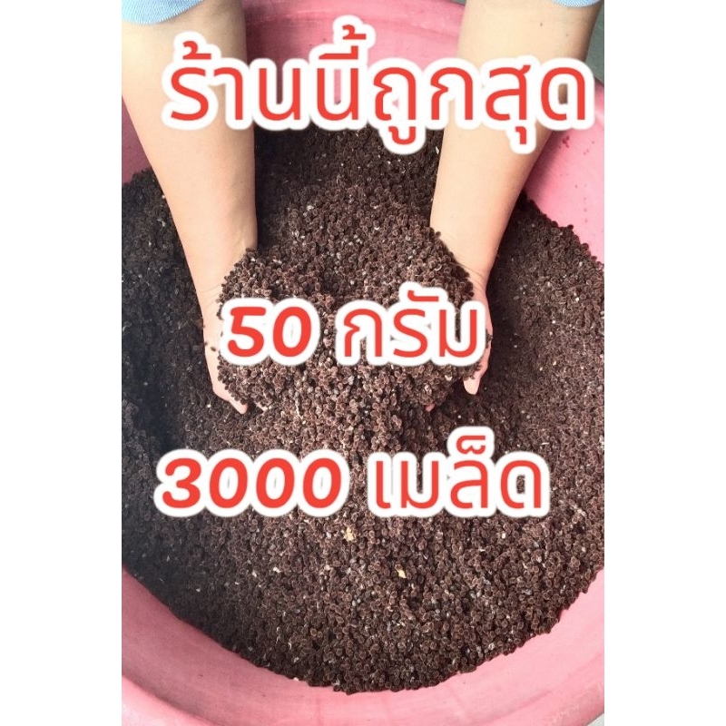 เมล็ดพันธุ์มะละกอฮอลแลนด์#บรรจุ50กรัมประมาณ3000เมล็ด#