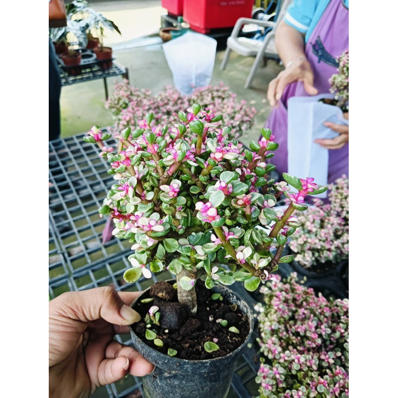 #ปะการังสายรุ้งด่างชมพู #elephant bush  #เบี้ยเศรษฐี #ไม้อวบน้ำ #ไม้มงคล #ไม้ประดับ สีชมพูน่ารัก