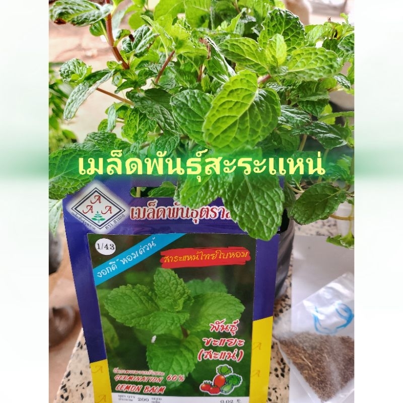 เมล็ดพันธุ์สะระแหน่(1 ซอง)