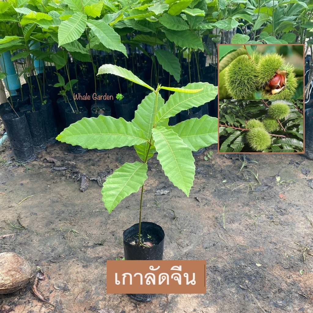 ต้นเกาลัด เกาลัดจีน (Chestnut Tree) เกาลัด เนื้อเมล็ดขนาดใหญ่ รสหวานมัน มีกลิ่นหอม (รับประกันสินค้า)
