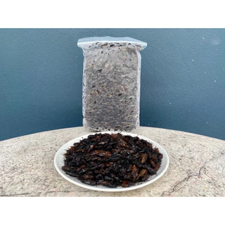 จิ้งหรีดไข่ แช่แข็ง (1kg.) 🦗🦗❌ไม่ใส่เกลือ⚡️ส่งด่วน แมลงแช่แข็ง 🚚💨ค่าส่งแบบเหมา ส่งขนส่งแช่เย็น💦ฟรี ลังโฟมทุกจังหวัด