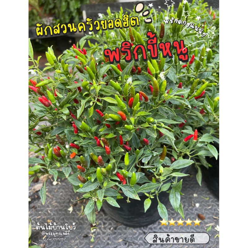 🌶️🌶️🌶️ต้นพริกขี้หนู กระถาง 5-8" สินค้าพร้อมส่ง😀