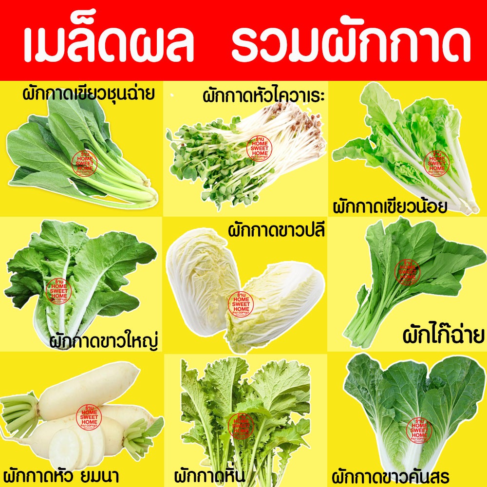 *โค้ดส่งฟรี* เมล็ดผัก รวมผักกาด เมล็ดพืชผัก สวนครัว งอกดี ปลูกผัก ปลูกไว้ทานเอง เมล็ดผักรวม ผักกาดขาวปลี Clearance