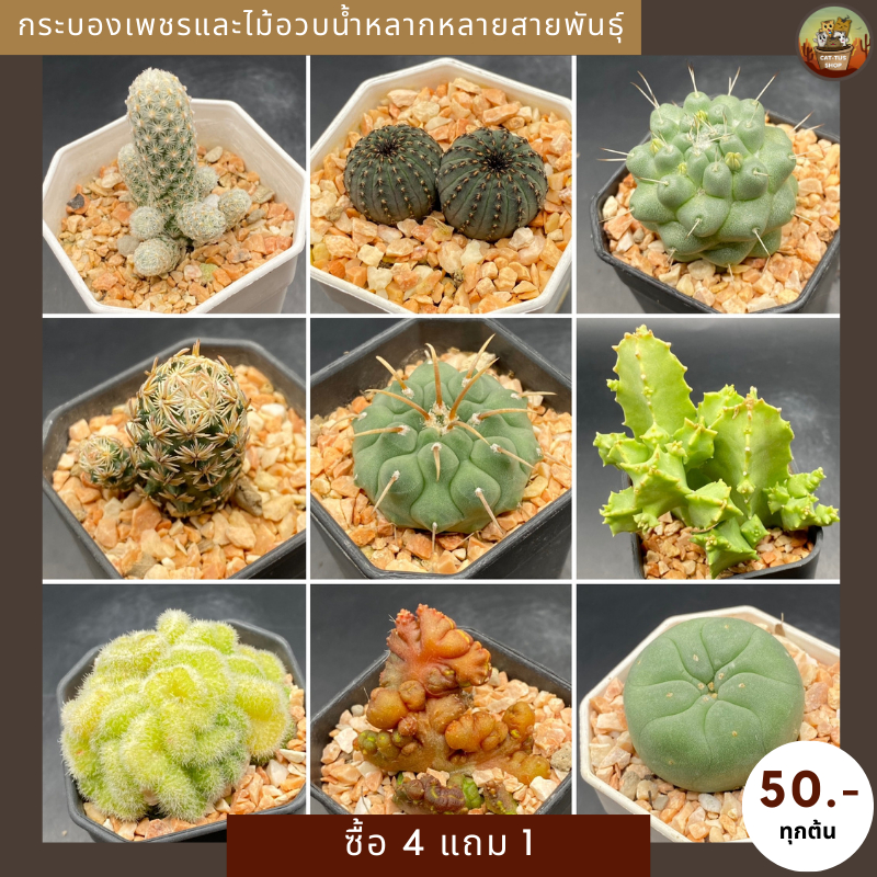 Cactus กระบองเพชรและไม้อวบน้ำต้นละ 50 ซื้อ 4 แถม 1 ส่งตรงจากสวนหลากหลายสายพันธุ์(ส่งทั้งกระถาง)