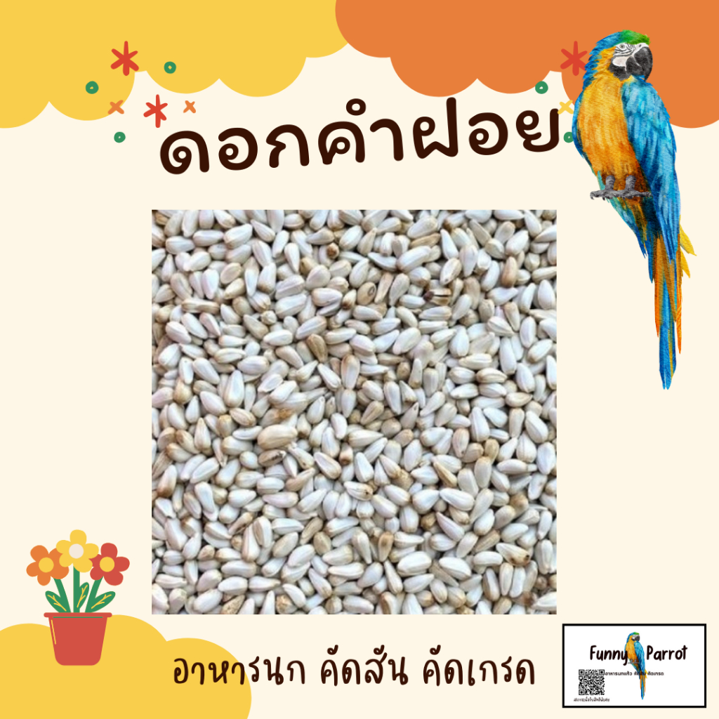 ทานตะวันขาว เนื้อเยอะ สะอาด ฝุ่นน้อย เป็นที่สนใจของนกมากก