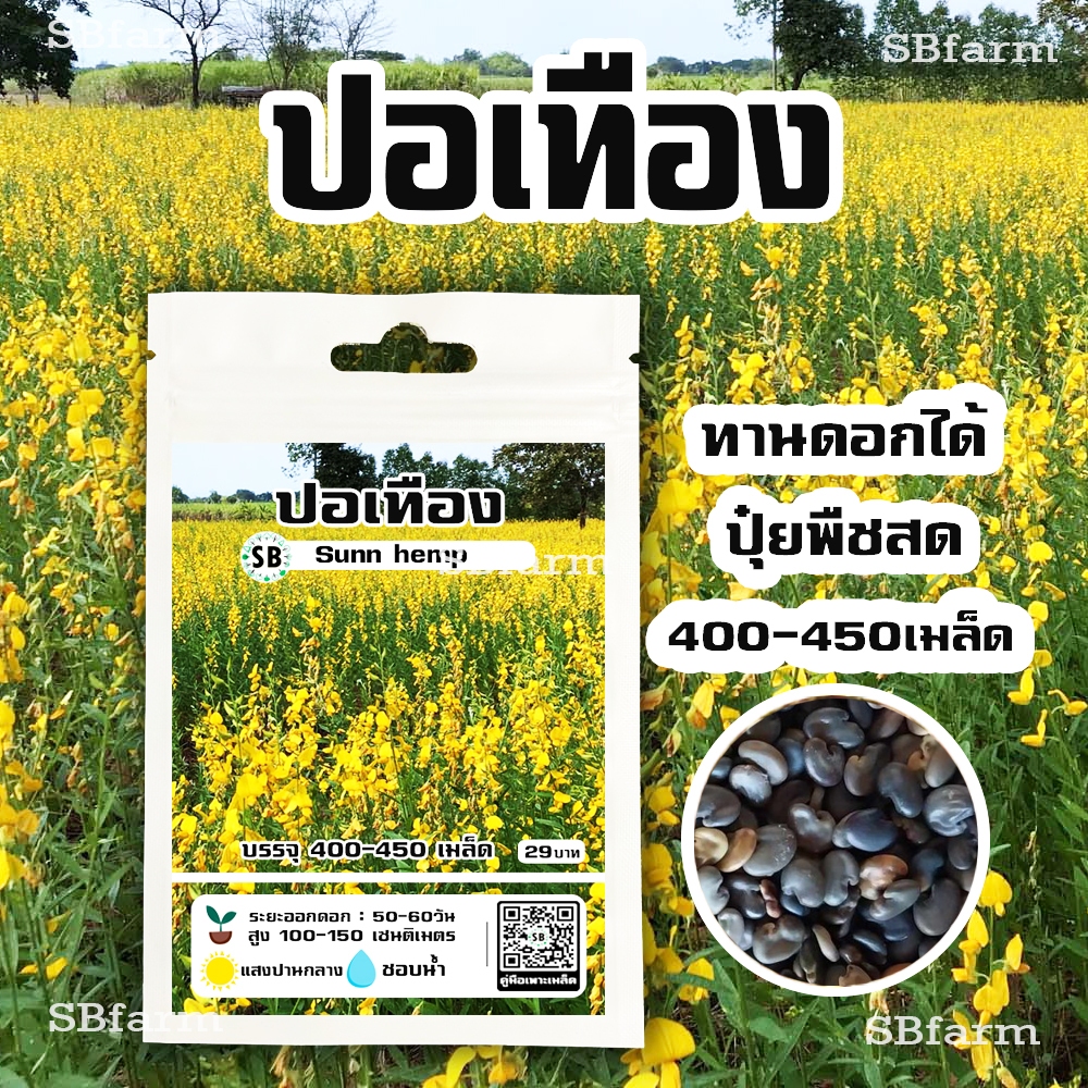 ปอเทือง - ดอกทานได้/ทำปุ๋ยพืชสด/อาหารสัตว์ [บรรจุ 400-450 เมล็ด/ซอง] โปรโมชั่น [ซื้อ 2 แถม 1ซอง]