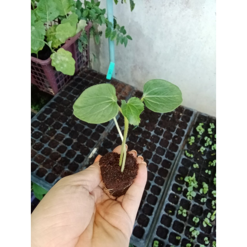 กระเจี๊ยบขาว มีแคลเซียมช่วยบำรุงกระดูกและข้อ  กล้าละ 10 บาท ซื้อ 10 แถม 2 - รูปที่ 2