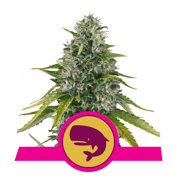 Royal Moby | Royal Queen Seeds