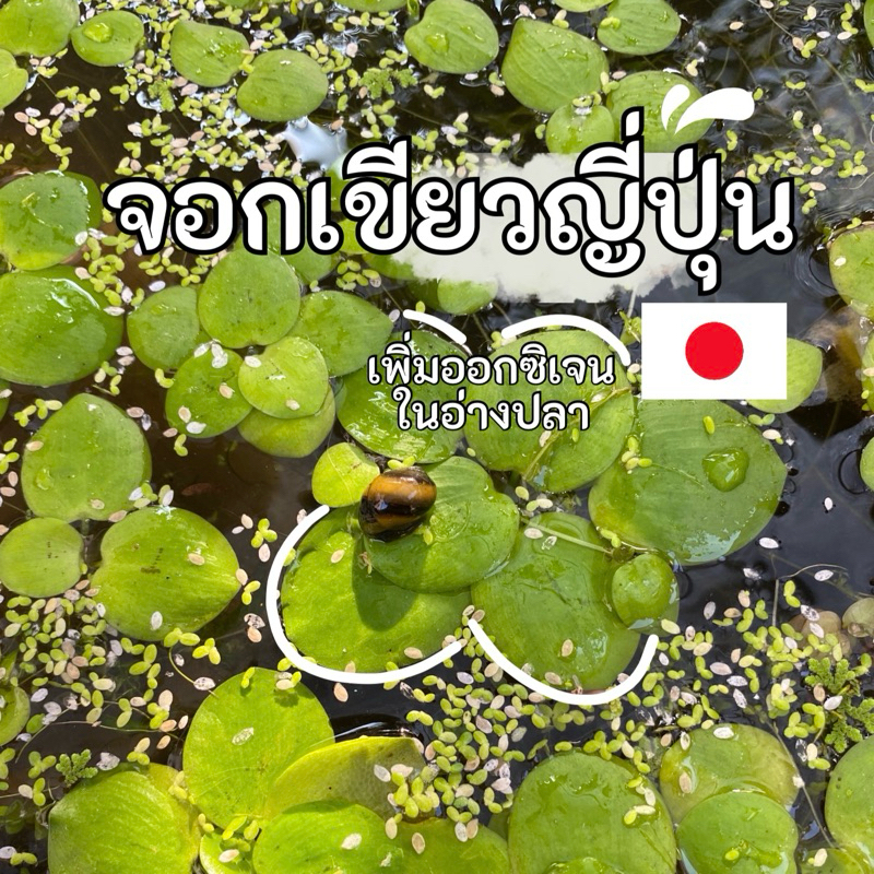 จอกเขียวญี่ปุ่น จอกญี่ปุ่น ต้นโตรากยาว เพิ่มออกซิเจนอ่างปลาและบำบัดนํ้าในอ่างปลา ( 5 ฟรี 1)