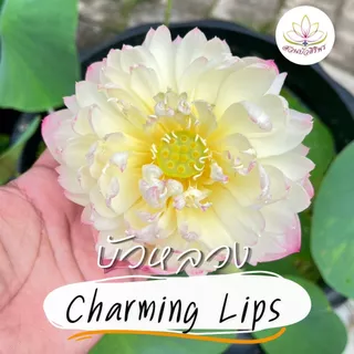 ชามมิ่งลิปส์ CHARMING LIPS ปลูกง่าย ดอกสวย ดอกดก เสริมฮวงจุ้ยบ้าน
