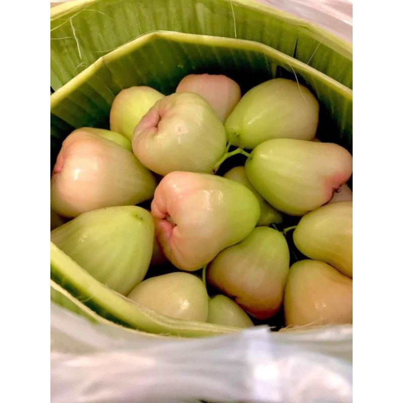 ต้นชมพู่เพชรสายรุ้ง ลูกดก เนื้อหนา หวานกรอบ ต้นเตี้ย ขนาดต้นที่ส่ง40-60ซม.