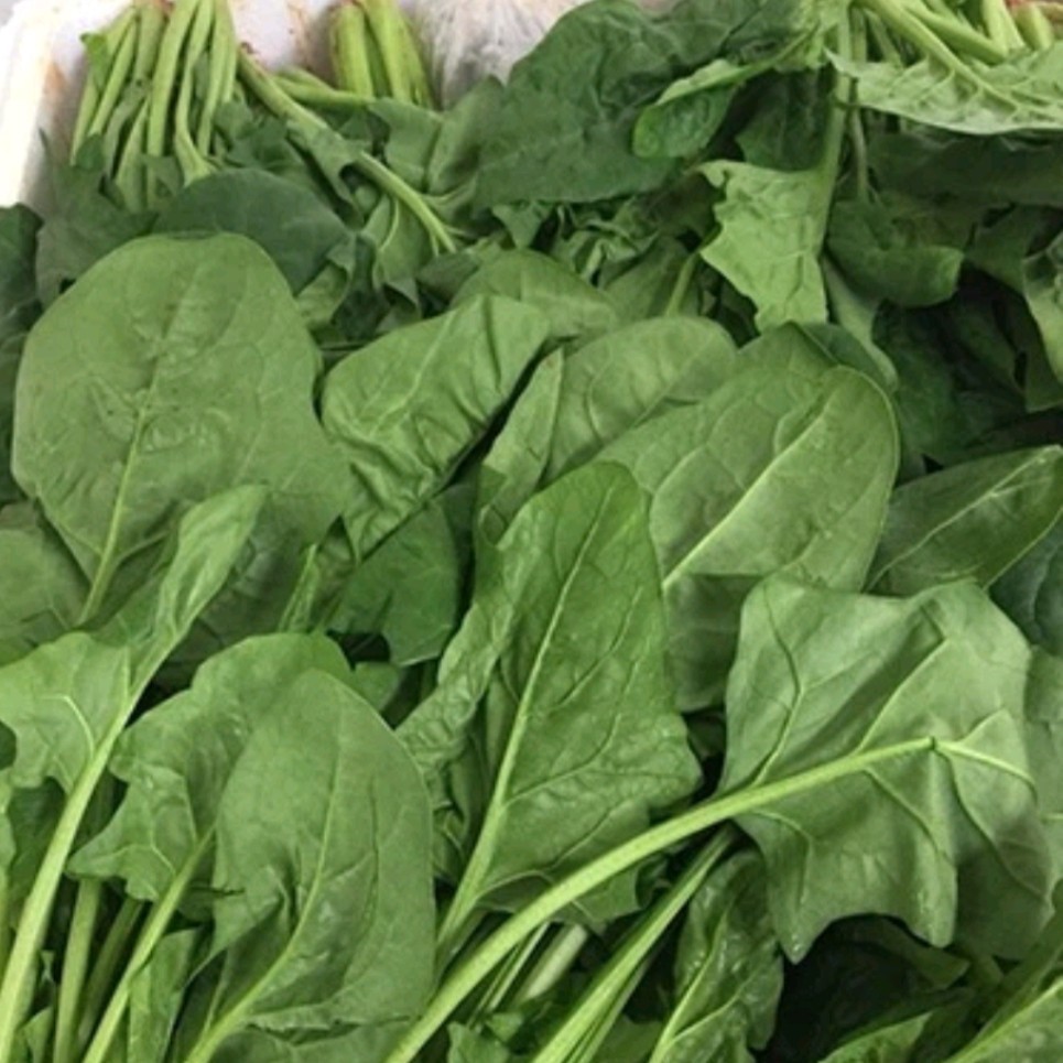 500 เมล็ด ปวยเล้ง (Spinach) เมล็ดปวยเล้ง รูปที่ 7