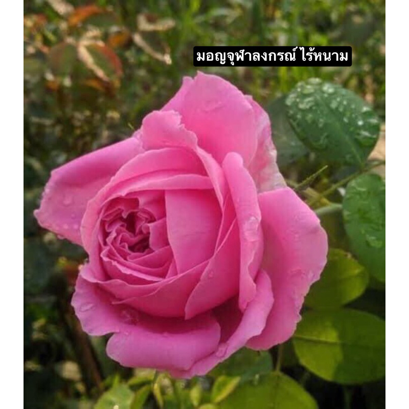 กุหลาบ-”มอญจุฬาลงกรณ์ไร้หนาม“  สีชมพู ไร้หนาม ชงชากุหลาบหอมๆ