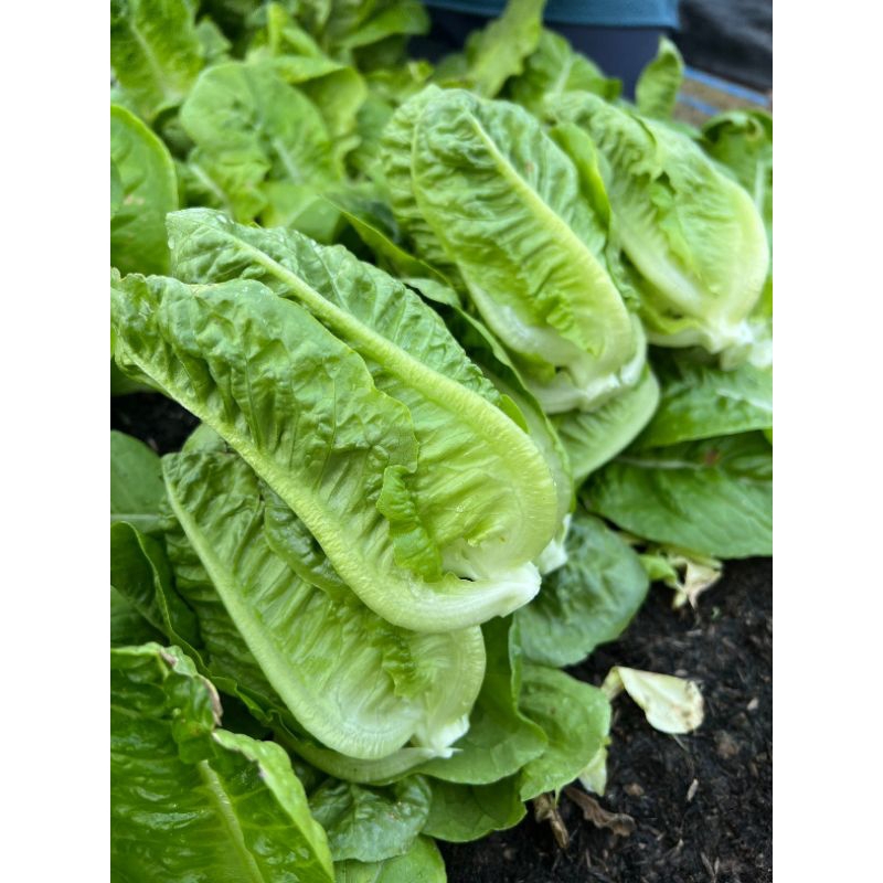 เมล็ดพันธุ์มินิคอส พันธุ์โครเวทรี อัตรางอกสูง เมล็ดพันธุ์คุณภาพ บรรจุ 300 เมล็ด